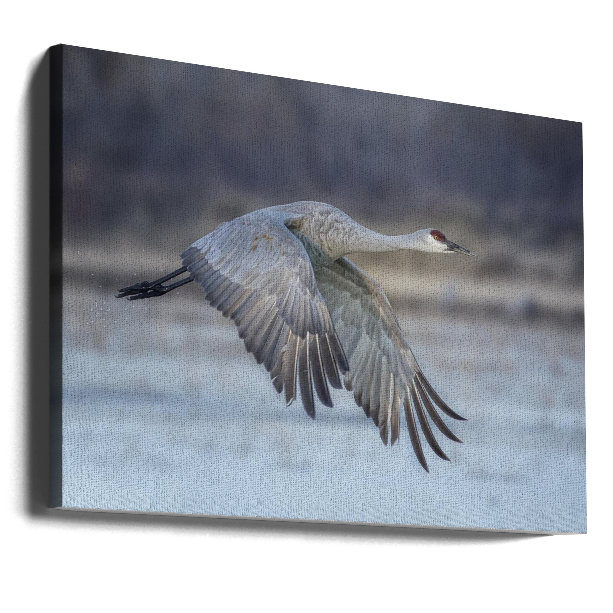 Canvas - A Sandy Hill Crane in Flight