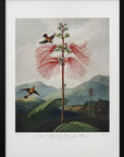 Plakat - Large–Flowering Sensitive Plant from The Temple of Flora (1807)