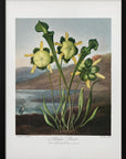 Plakat - Pitcher Plant from The Temple of Flora (1807)