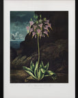 Plakat - The American Cowslip from The Temple of Flora (1807)