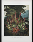 Plakat - The Maggot–Bearing Stapelia from The Temple of Flora (1807)