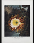 Plakat - The Night–Blowing Cereus from The Temple of Flora (1807)