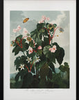 Plakat - The Oblique–Leaved Begonia from The Temple of Flora (1807)