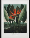 Plakat - The Queen–Plant from The Temple of Flora (1807)