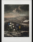 Plakat - The Snowdrops from The Temple of Flora (1807)