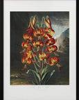 Plakat - The Superb Lily from The Temple of Flora (1807)