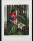 Plakat - The Winged Passion-Flower from The Temple of Flora (1807)