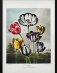 Plakat - Tulips from The Temple of Flora (1807)