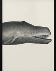 Poster - Whale Ii Tight Crop Handcolored Sealife Lithograph 1824