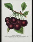 Plakat - Black Tartarian Cherry Lithograph