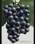 Poster - Campbell's Early Grape Lithograph