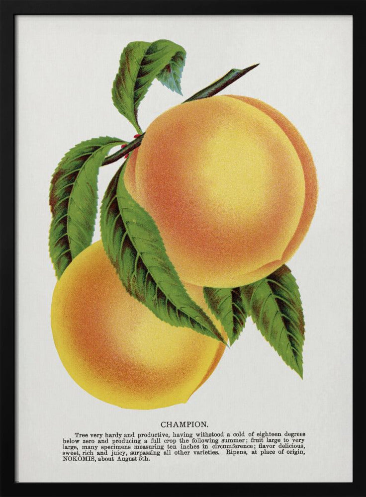 Poster - Champion Plum Lithograph