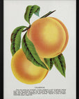 Plakat - Champion Plum Lithograph