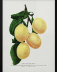 Plakat - Coe's Golden Drop Plum Lithograph