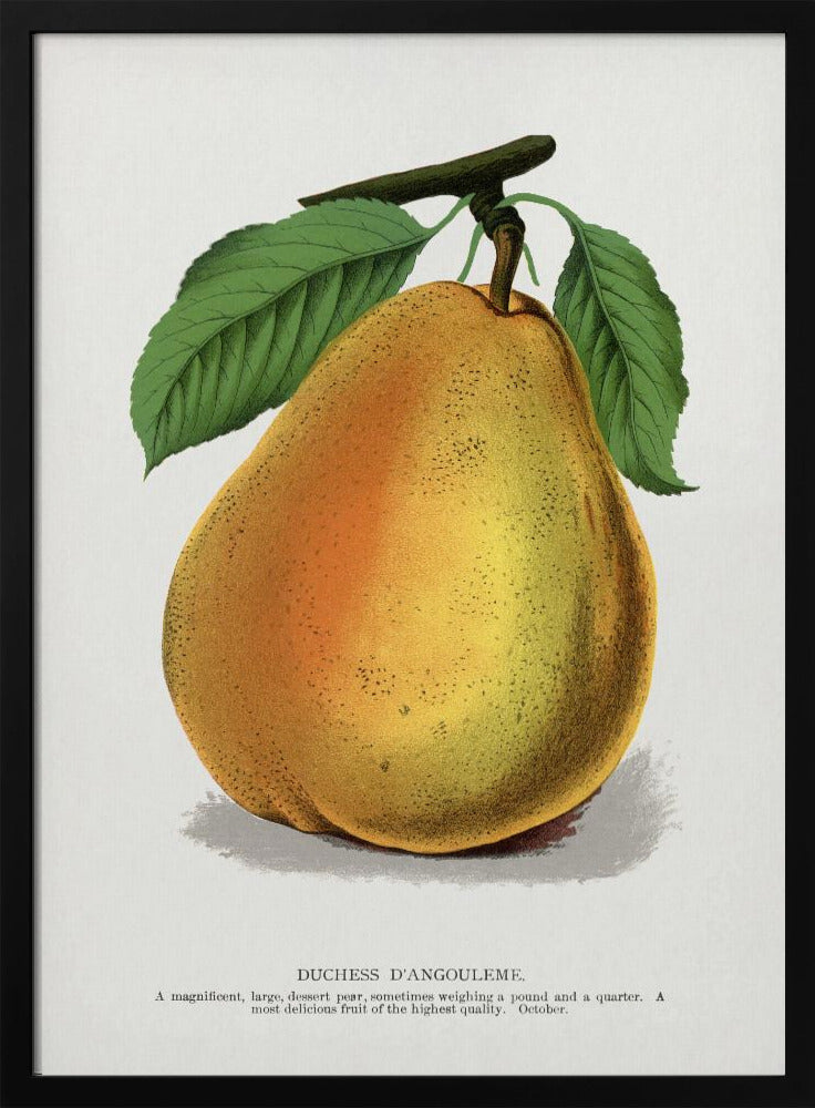 Plakat - Duchess D&#39;angouleme Pear Lithograph