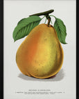 Plakat - Duchess D'angouleme Pear Lithograph