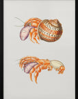 Plakat - Diogenes Crab