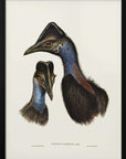 Poster - Bennett's Cassowary Blue