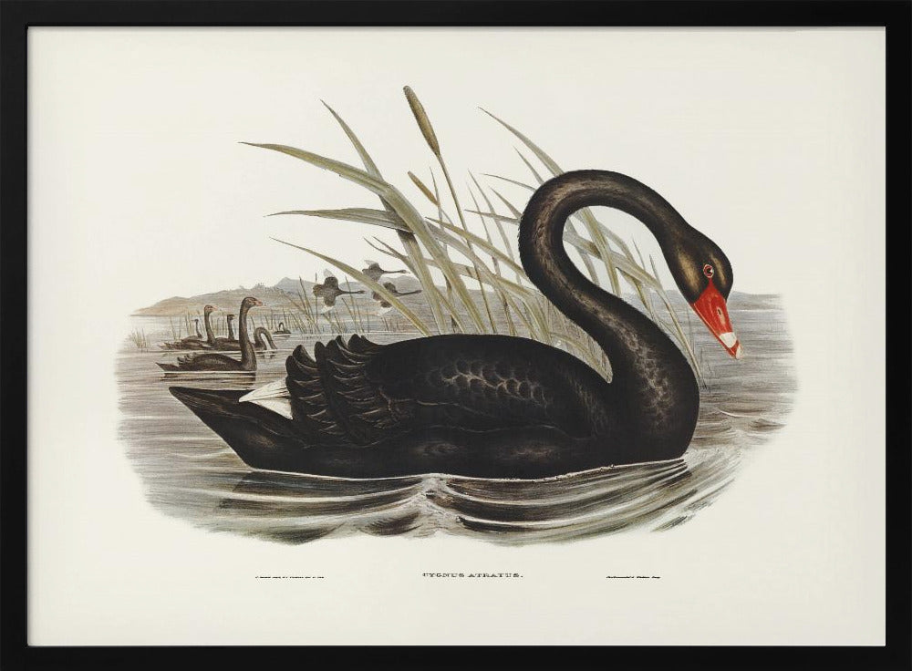 Plakat - Black Swan