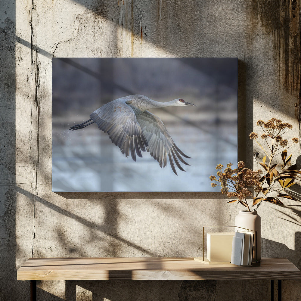 Canvas - A Sandy Hill Crane in Flight