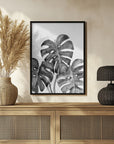 Plakat - Monstera leaves in loose watercolor bw