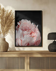 Poster - Blush peony VIII