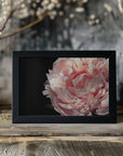 Plakat - Blush peony IV