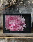 Plakat - Pink peony VI