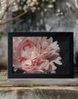 Plakat - Blush peony VI