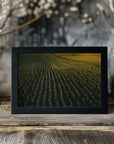 Plakat - Corn Fields 02