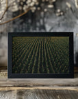 Plakat - Corn Fields 03