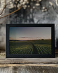 Plakat - Corn Fields 04