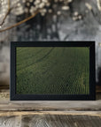 Plakat - Corn Fields 01