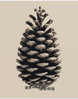 Akustik - Pine Cone