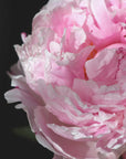 Plakat - Pink peony IV