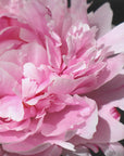 Plakat - Pink peony VI