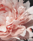 Plakat - Blush peony VI