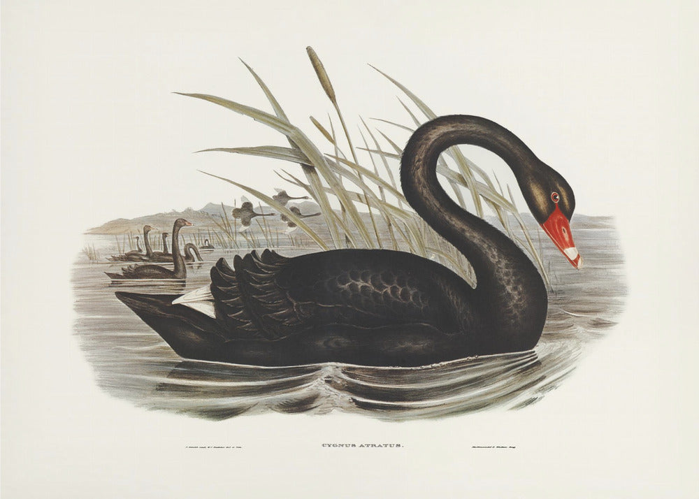 Plakat - Black Swan