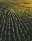 Plakat - Corn Fields 02