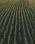 Plakat - Corn Fields 03