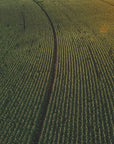 Plakat - Corn Fields 05