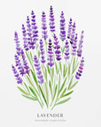 Plakat - Lavender I