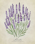 Plakat - Lavender vintage