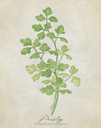 Plakat - Parsley vintage