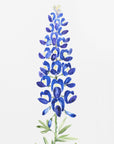 Plakat - Watercolor Texas bluebonnet