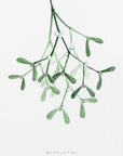 Plakat - Watercolor mistletoe