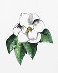 Plakat - White magnolia