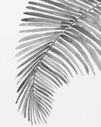 Plakat - Palm leaf in loose watercolor bw