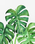 Plakat - Monstera leaves in loose watercolor