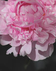 Plakat - Pink peony V